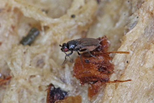 Nearcticorpus