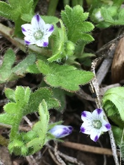Nemophila spatulata