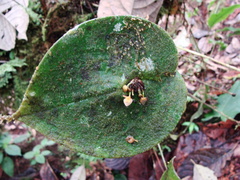 Pleurothallis cordata