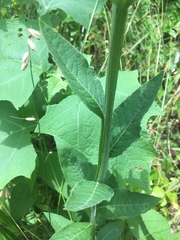 Verbesina helianthoides