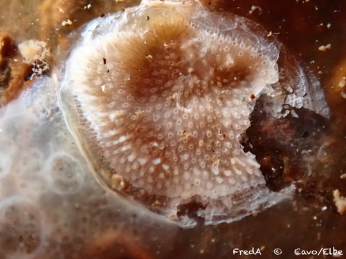 Representative image of Diplosolen