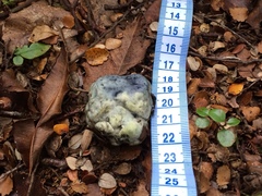 Rossbeevera pachydermis