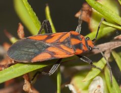 Spilostethus decoratus