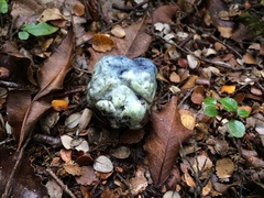 Rossbeevera pachydermis