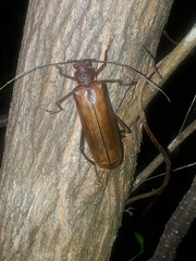 Ochrocydus huttoni