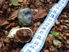 Rossbeevera pachydermis