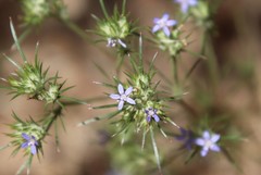 Eriastrum filifolium