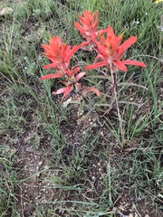 Castilleja chromosa