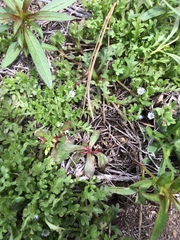 Nemophila spatulata