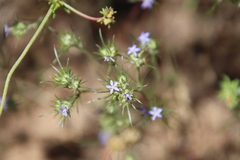 Eriastrum filifolium