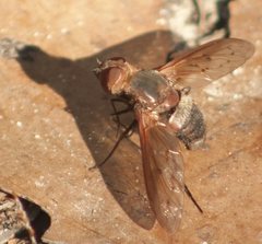 Ligyra punctipennis