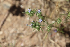Eriastrum filifolium