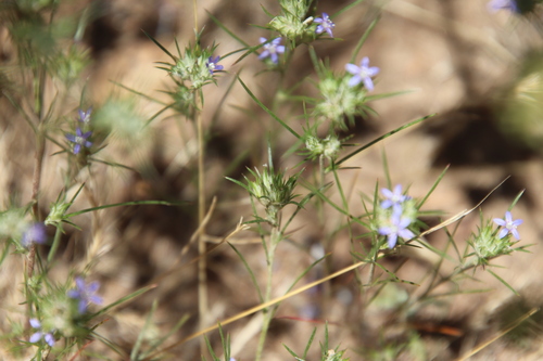 Image of Eriastrum filifolium by (c) Millie Basden, some rights reserved (CC BY)