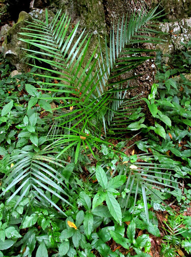 Chamaedorea radicalis, photograph 3