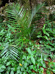 Chamaedorea radicalis, photograph author not stated, no rights reserved