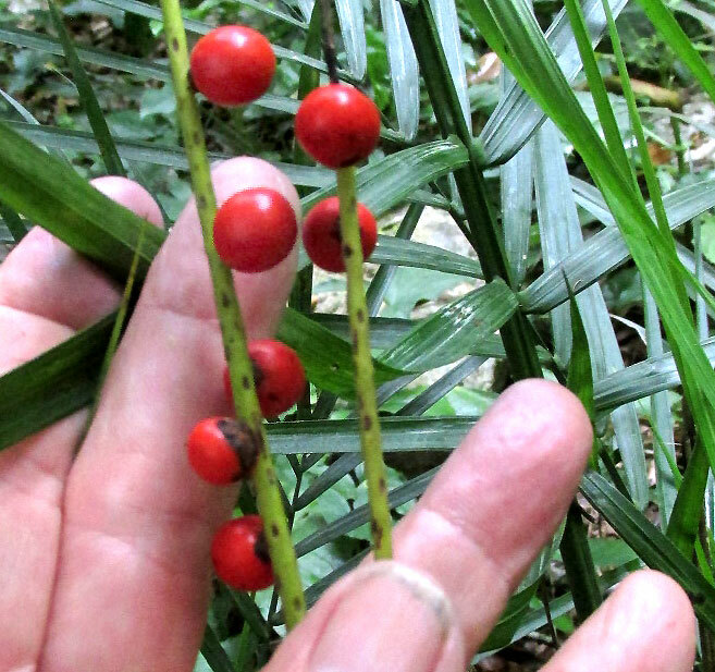 Chamaedorea radicalis