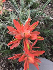 Castilleja chromosa