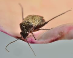 Lepidargyrus ancorifer