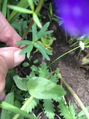 Delphinium depauperatum