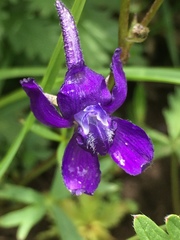 Delphinium depauperatum