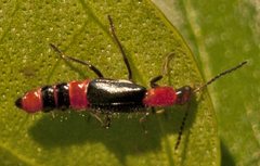 Carphurus longicollis