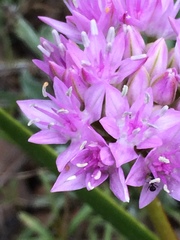 Allium lemmonii