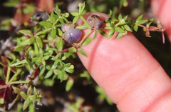 Galium nuttallii nuttallii