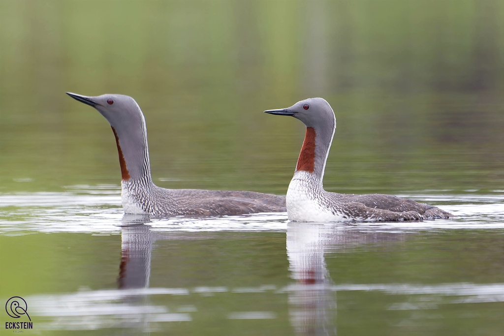 Loons