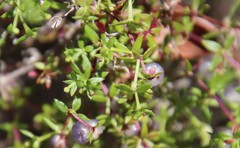 Galium nuttallii nuttallii