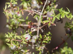 Galium nuttallii nuttallii