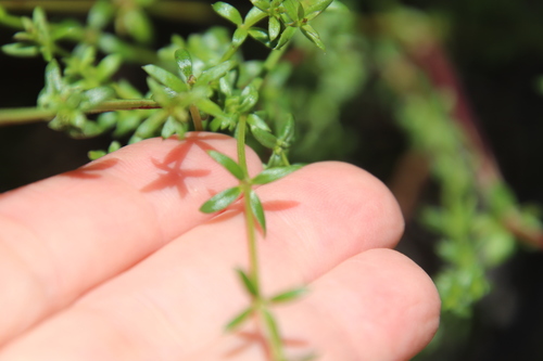 Image of Galium nuttallii by (c) Millie Basden, some rights reserved (CC BY)