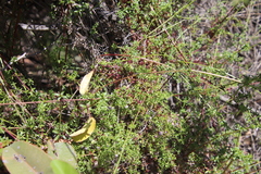 Galium nuttallii nuttallii