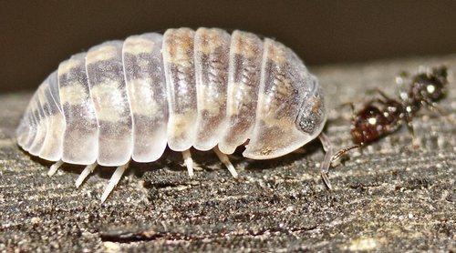 Cubaris nigroflava