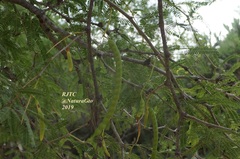Prosopis juliflora