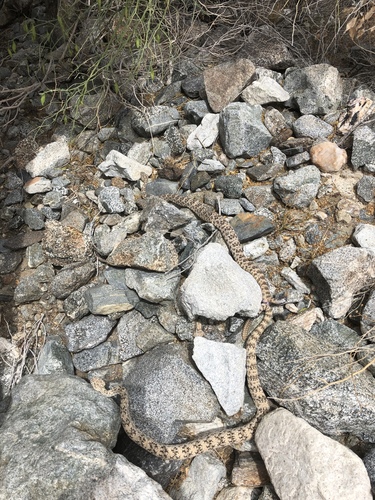 iNaturalist observation photo of Southwestern Speckled Rattlesnake