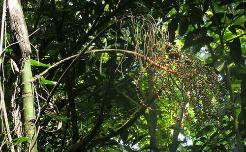 Chamaedorea woodsoniana, photograph 2