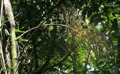 Chamaedorea woodsoniana, photograph author not stated, no rights reserved