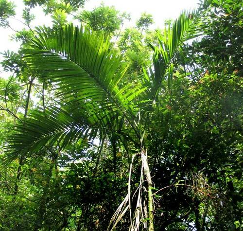 Chamaedorea woodsoniana, photograph 3