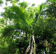 Chamaedorea woodsoniana, photograph author not stated, no rights reserved