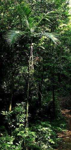 Chamaedorea woodsoniana, photograph 4