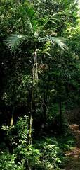 Chamaedorea woodsoniana, photograph author not stated, no rights reserved