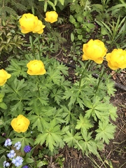 Trollius