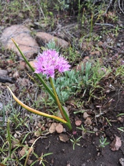 Allium lemmonii