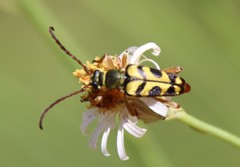 Strophiona tigrina