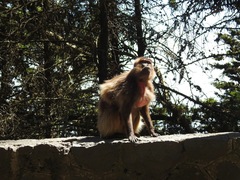 Theropithecus gelada