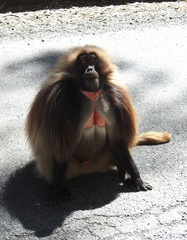 Theropithecus gelada