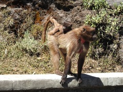 Theropithecus gelada