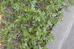 Potentilla supina