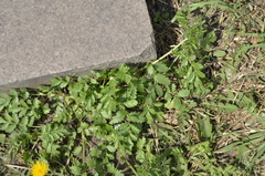 Potentilla supina