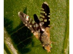 Spathulina acroleuca